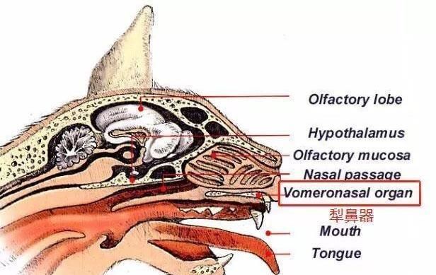 费洛蒙猫咪很凶怎么办