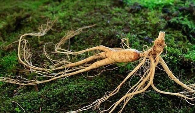 它长在坟墓旁,人称"尸参",内含剧毒能致命,见到最好绕道走!