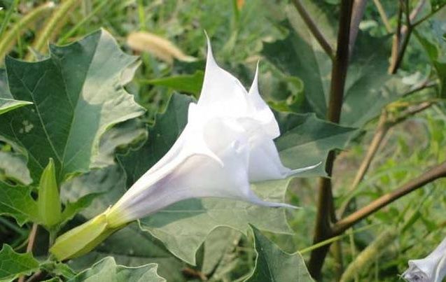 它长在坟墓旁,人称"尸参",内含剧毒能致命,见到最好绕道走!