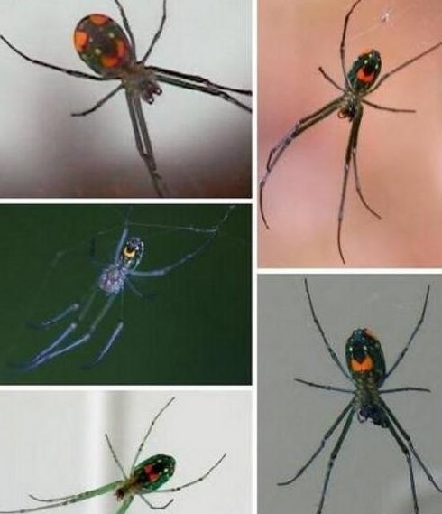 世界上最罕见的笑脸蜘蛛每张笑脸都是独一无二的