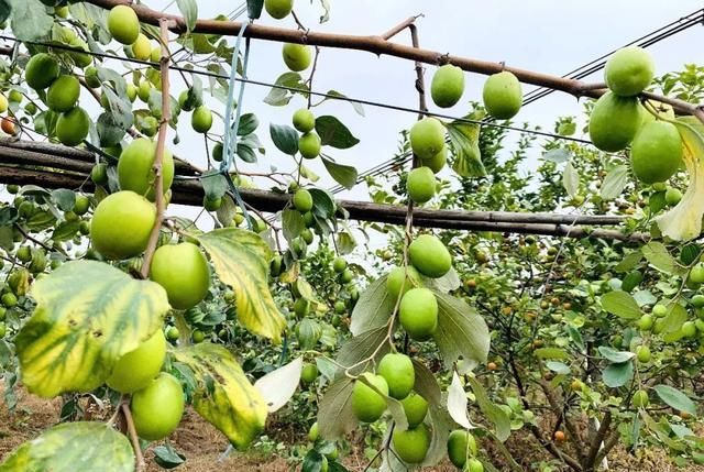 谢靖柔介绍,这些种下的果树苗叫台湾青枣,比较爽脆,甜度高,有翠蜜