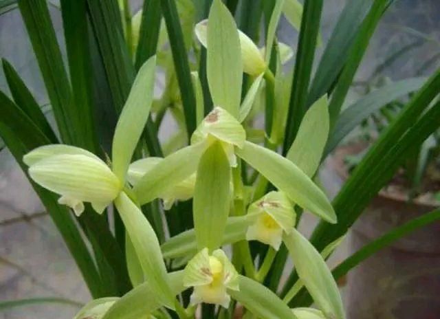 春剑兰花几月开花?养护和普通兰花一样吗?
