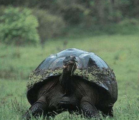 世界上最大的乌龟,棱皮龟海洋最大/象龟陆地最大|棱皮龟|象龟|巨龟