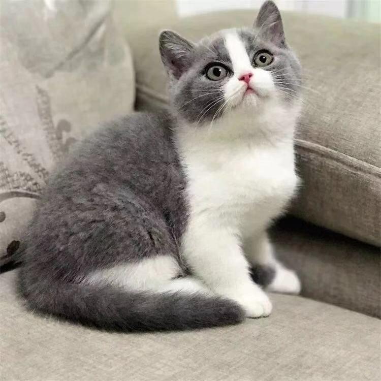 宠物猫可以和流浪猫杂交黄牛和水牛都是牛为何不能杂交