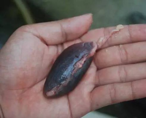 鱼身上的这个部位千万别吃,比砒霜还毒,而最毒的竟然是它