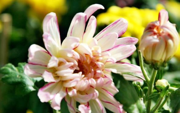 すべての花の画像 ベスト50 春菊花