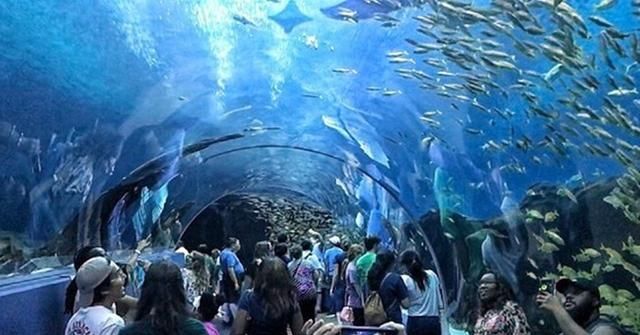 出国旅游:美国这家全球最大的水族馆,提供美轮美奂的视觉享受