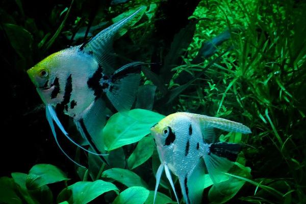 世界10大最好看的热带鱼小丑鱼和鹦鹉鱼成功上榜你养了吗