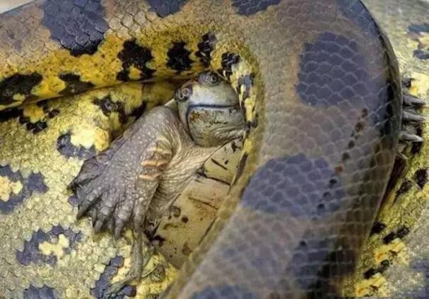 蟒蛇想吞食龟,用死亡缠绕却对龟一点都不起作用