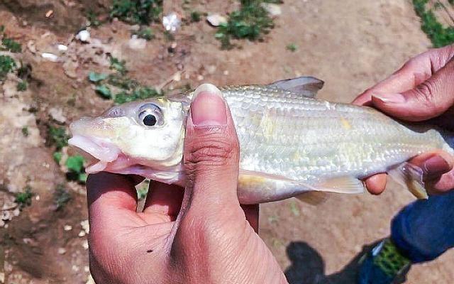 我们这儿叫它"虫虫鱼",肉质鲜美鱼唇独特,野生的80元1斤