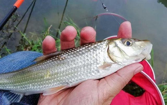 我们这儿叫它"虫虫鱼",肉质鲜美鱼唇独特,野生的80元1斤