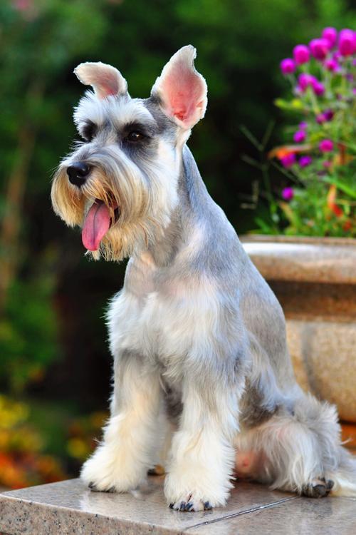 养雪纳瑞犬要面对的"7大难题",戳中你的泪点了吗?