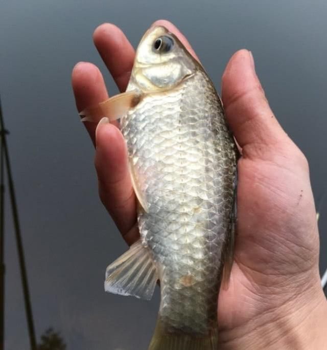 善钓者必善"诱",搞定这几个细节,大板鲫会排着队进窝吃饵