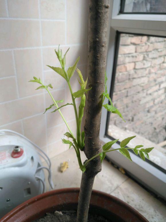 盆栽香椿不挑土不挑肥种植非常简单养护半个月嫩芽长满枝