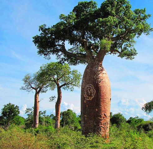猴面包树是一种古老的植物,生长在非洲以及部分北美洲,猴面包树树干
