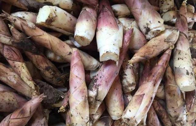 竹笋的品种图片大全