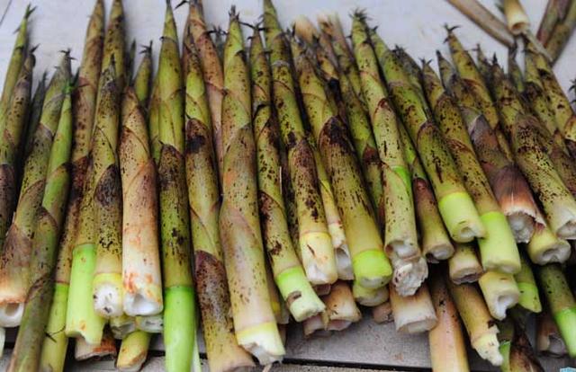 竹笋的品种图片大全