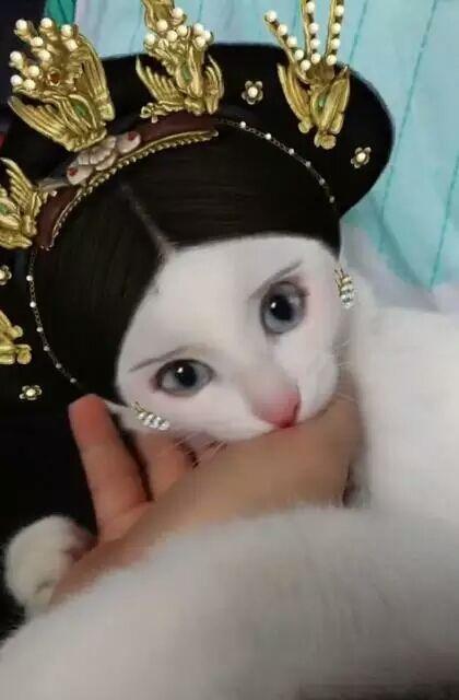 主人给猫咪化妆,让猫咪扮演成古代美人?最后样子让众人惊艳