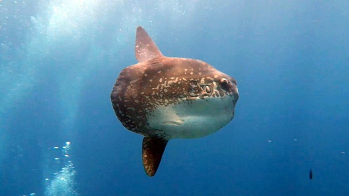 生存在海洋中却不会游泳高效翻车鱼的恐怖死法是真的吗