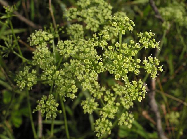 有种野草香味足隔一座山都能闻到叫隔山香见过的人多