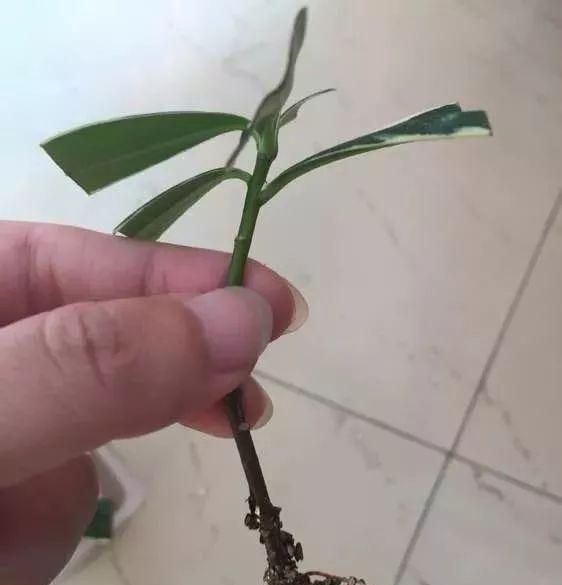 5种花"冬天"能扦插,不黑腐好成活,生根快1倍!