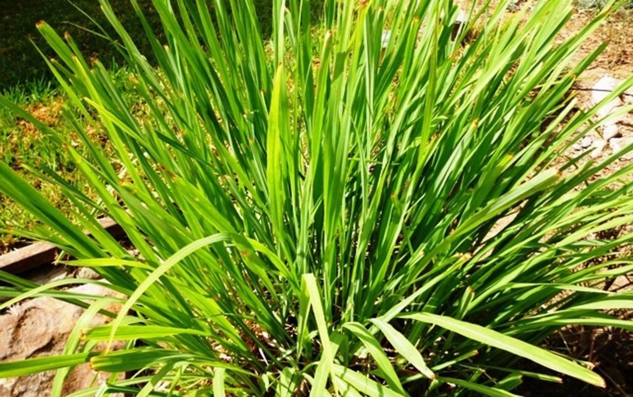 能驱蚊驱虫的柠檬草想要养好真不难就是没法开花