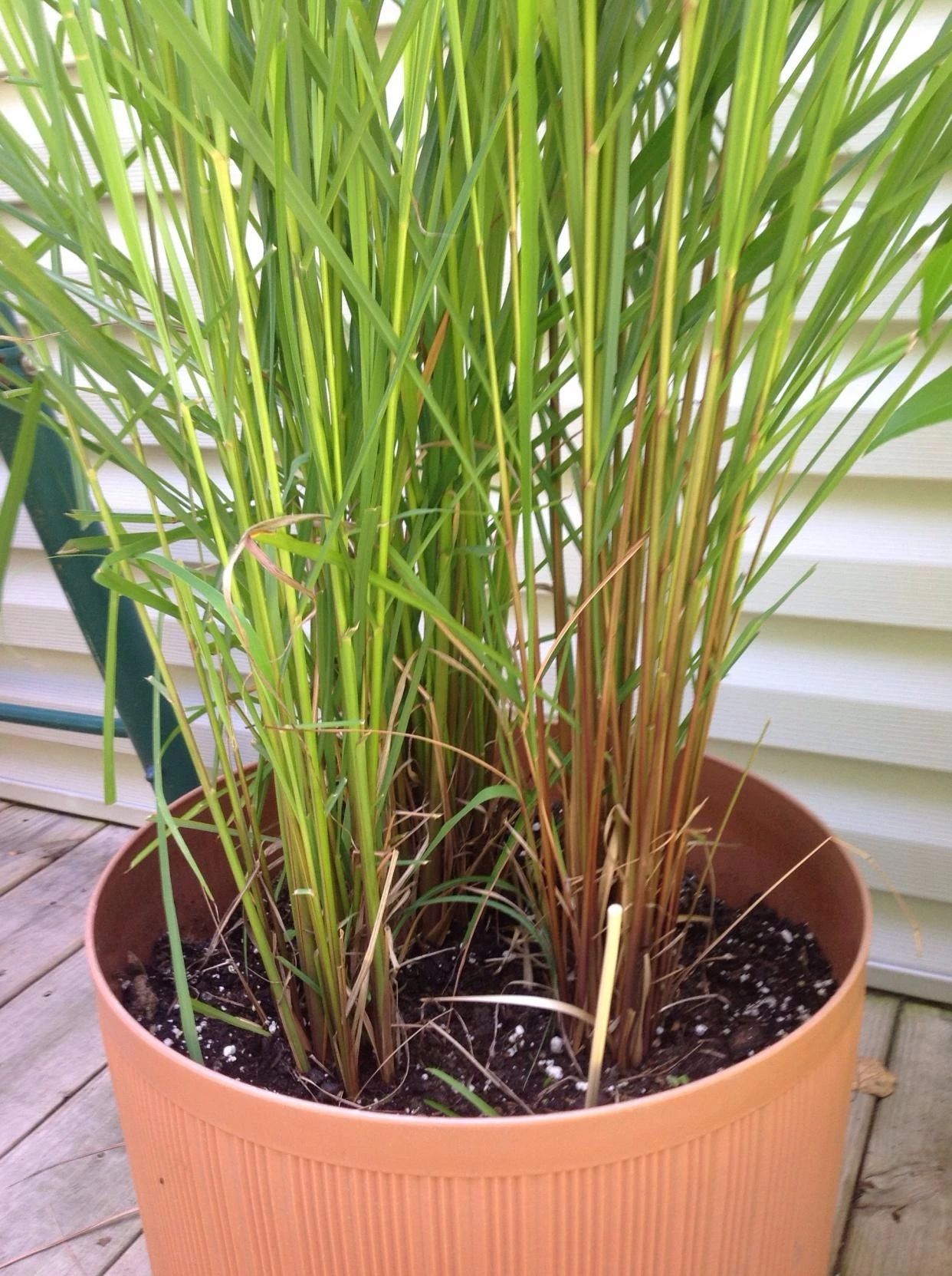 能驱蚊驱虫的柠檬草想要养好真不难就是没法开花