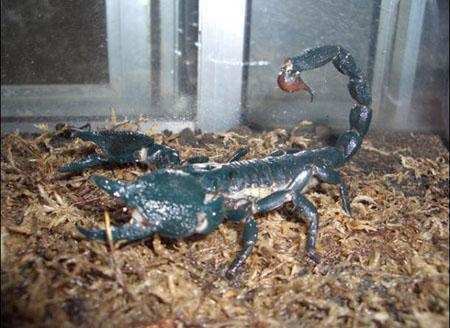 真实帝王蝎堪称恐怖怪兽! 扎到得人5分钟内必死无疑!