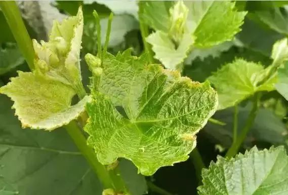 葡萄对矿质元素需求规律看懂巧施肥