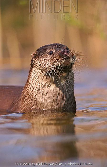 还要多久,我们才能再次见到"獭祭鱼"