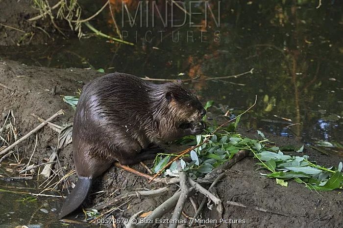 还要多久,我们才能再次见到"獭祭鱼"