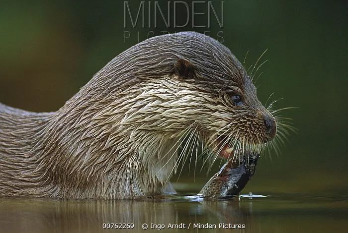 还要多久,我们才能再次见到"獭祭鱼"