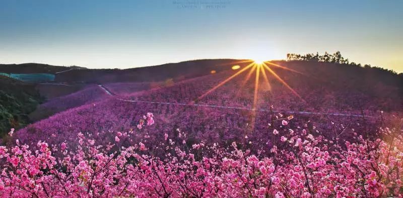 宜良山后樱花谷漫步图片来源:minitt前后花期长达4个月次年4月下旬