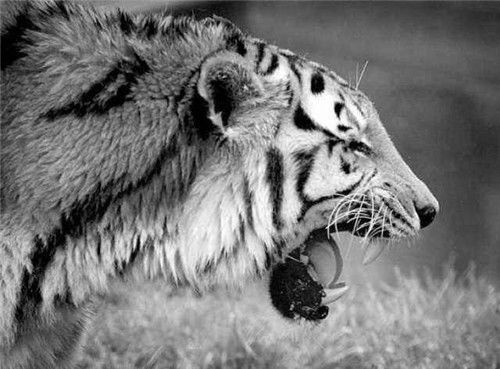 全球最凶残的老虎流窜2国吃掉436人被击毙后才知它吃人的真相