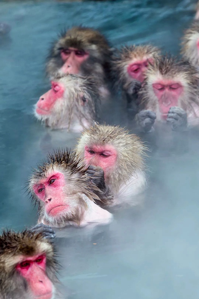 北海道的猴子泡温泉避寒 模样憨态可掬 表情销魂