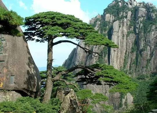 中国十大松树(中国最名贵的松树排名)