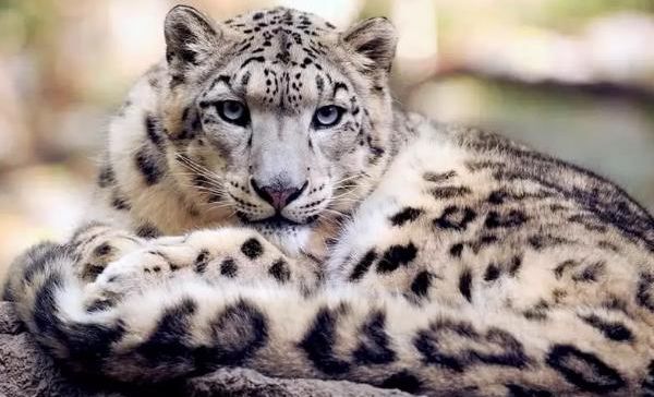 世界十大濒临灭绝的美丽动物 你有见过它们吗?