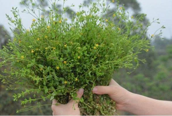 这种野草农村很常见人称斑鸠窝根茎入药价值高