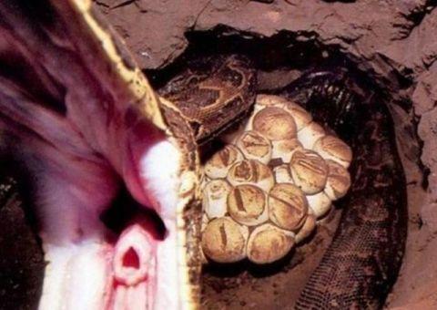 梦境解析,梦见一对蛇中雄性从嘴里钻进肚子,寓意何在? 梦境解析,梦见一对蛇中雄性从嘴里钻进肚子,寓意何在?