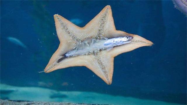 海星进食的时候,会先将食物放进胃里,之后将其腐蚀成液体,再通过肠道