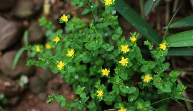 这种野草农村很常见人称斑鸠窝根茎入药价值高