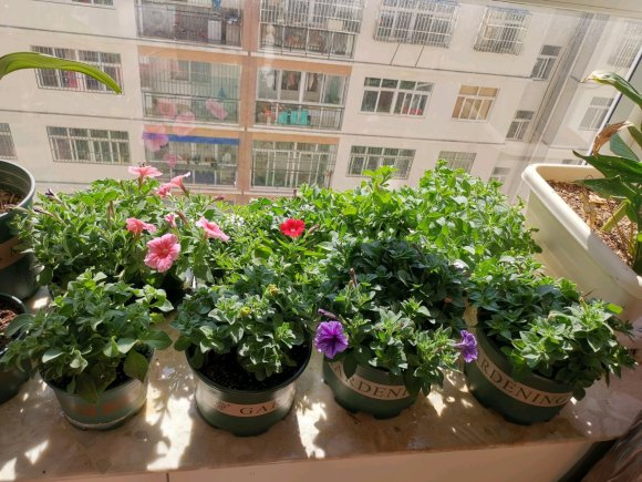 阳台种盆矮牵牛易种植花色多开成花瀑布吊在空中非常美