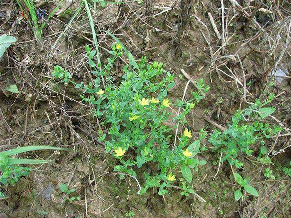 这种野草农村很常见人称斑鸠窝根茎入药价值高