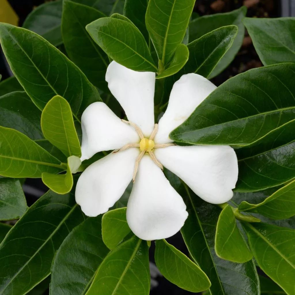 山上经常可以看到的黄栀子好养又好看花果都可观赏