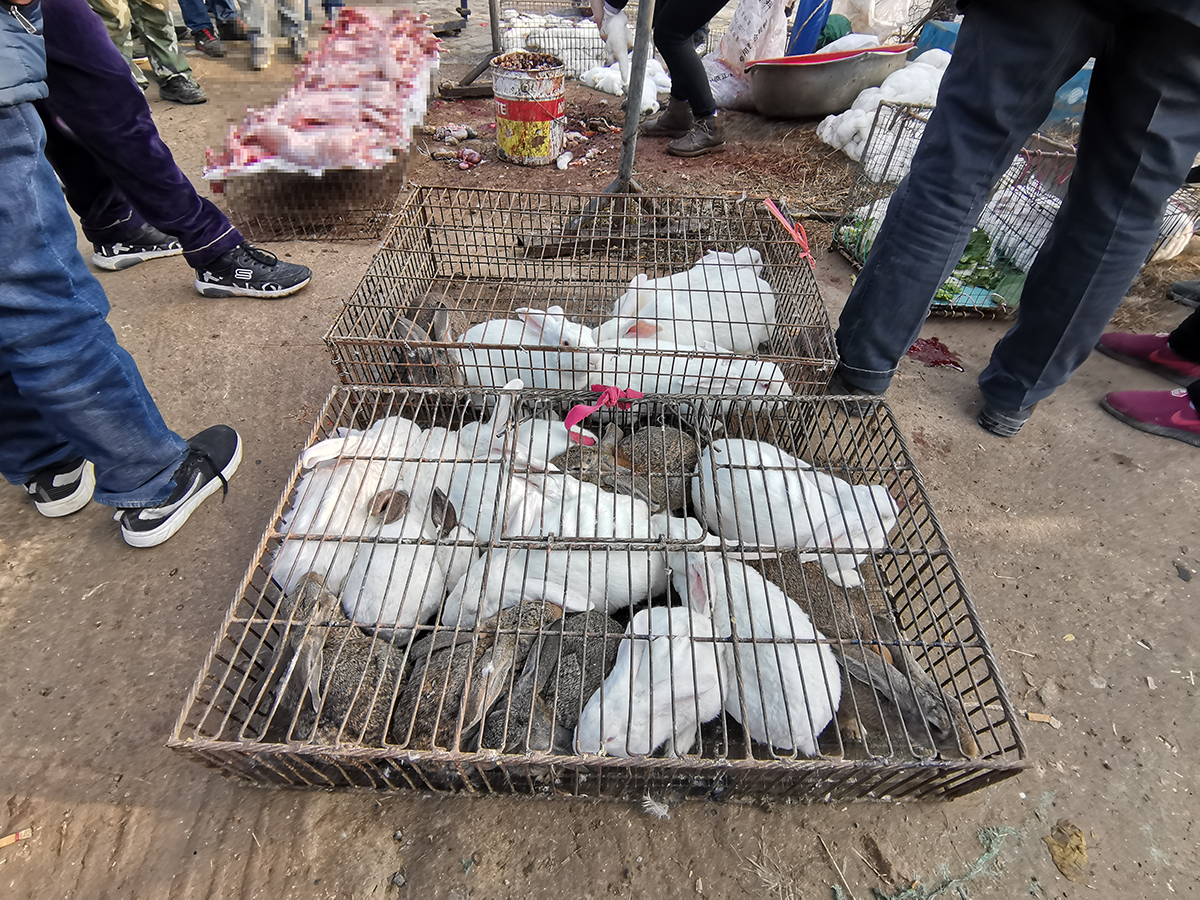 村民养兔子致富,现杀现卖生意火爆:胆小女士不敢看|草根|兔肉|兔子肉