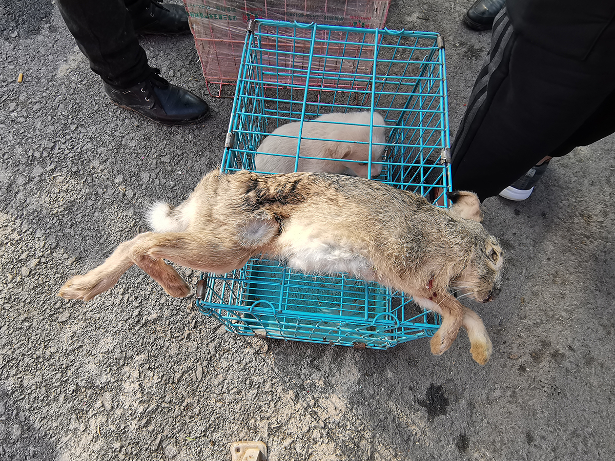 村民养兔子致富,现杀现卖生意火爆:胆小女士不敢看