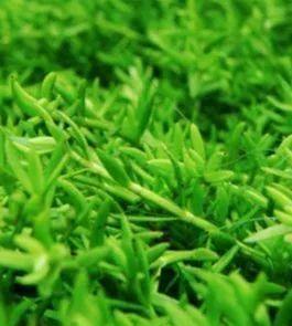 水草种类简介 前景草三