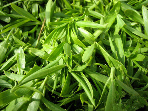 在农村有些地方人们有吃柳芽习惯那么吃柳芽究竟有哪些好处