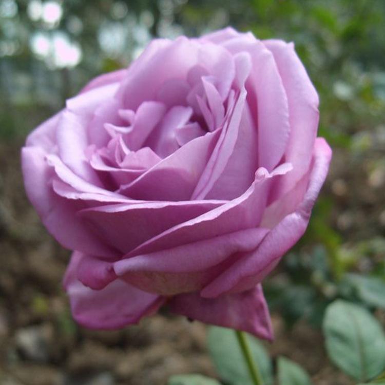 喜欢菊花不如养珍品玫瑰冷香玫瑰粉色佳人象征浪漫爱情