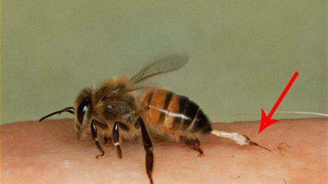 将蜜蜂蜇人过程放大20倍,就能清楚看到真相|蜜蜂|毒刺|死亡_新浪新闻